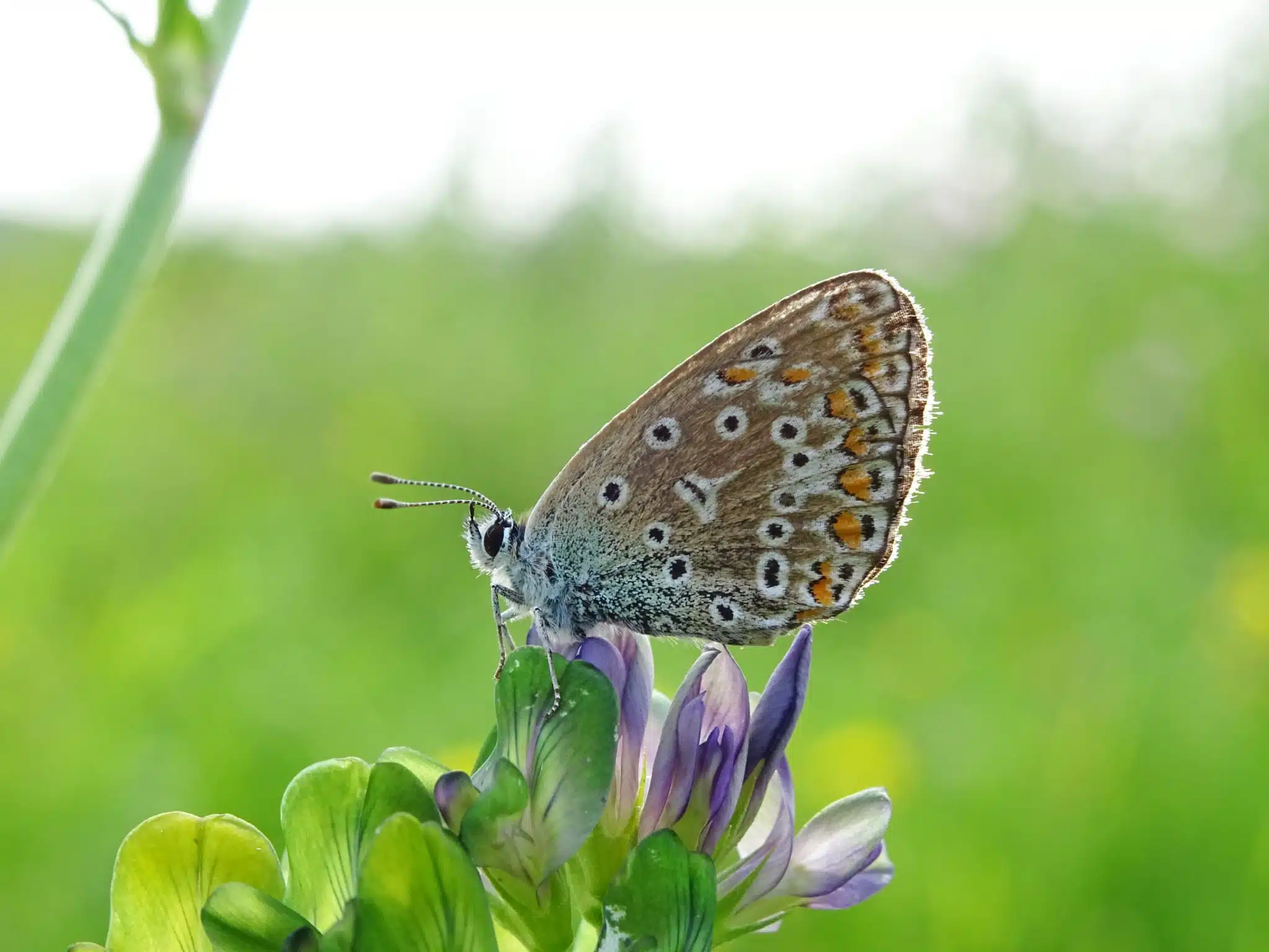 Vlinder