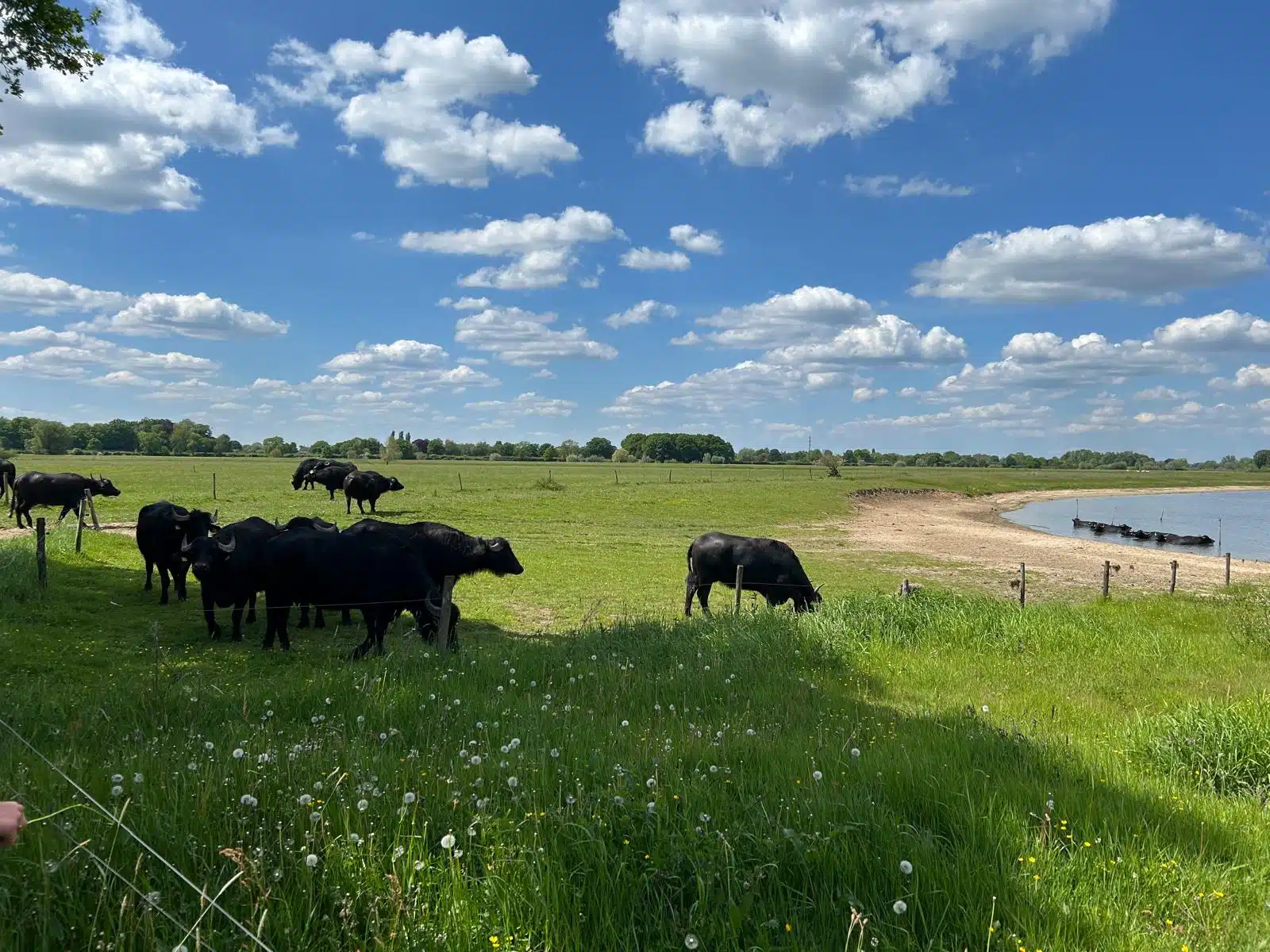 Uitzicht koeien en groen
